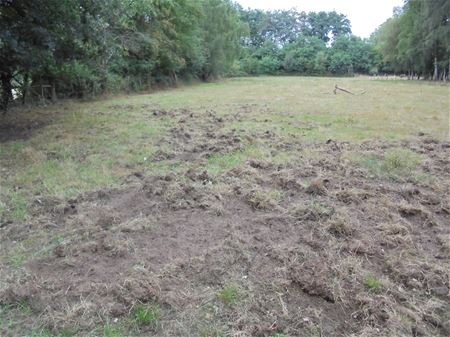 Everzwijnen rukken ook op in Boekt