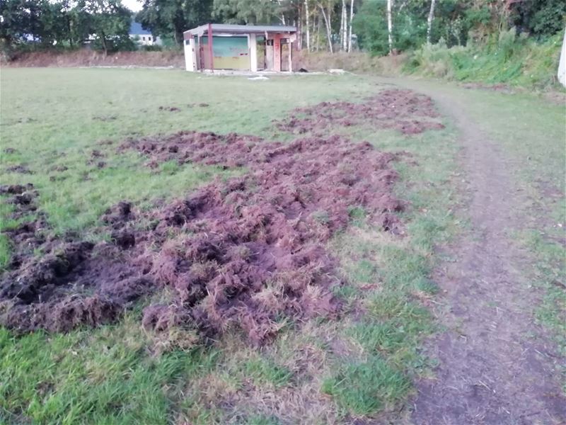 Everzwijnen slaan toe op voetbalveld