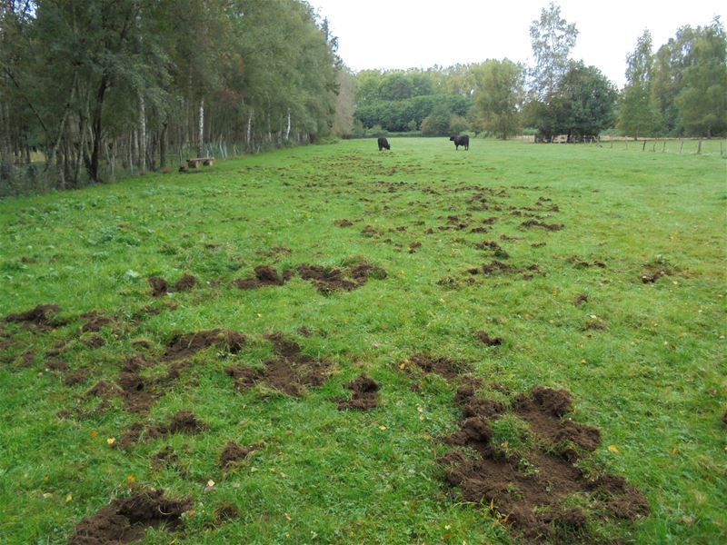 Everzwijnen vernielen weiden in Boekt