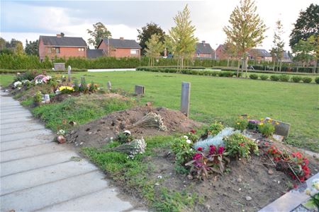 Everzwijnen woelen graven om in Berkenbos