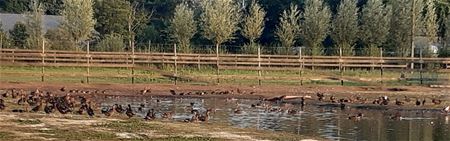 Extra Vlaams geld voor VZOC