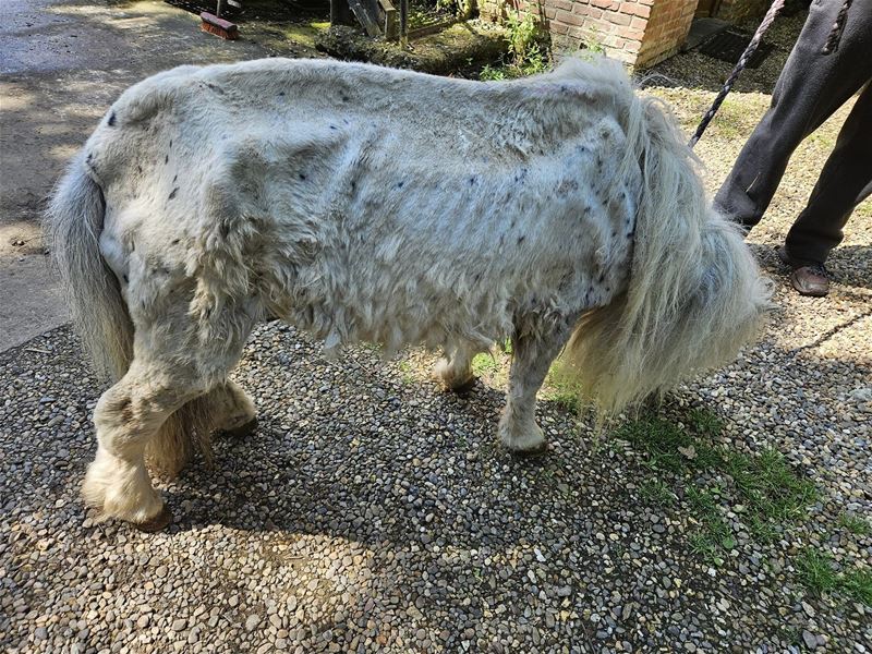 Extreem verwaarloosde pony in VZOC