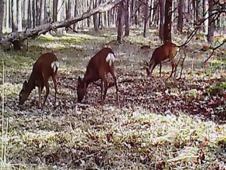 Familie ree zit aan het diner