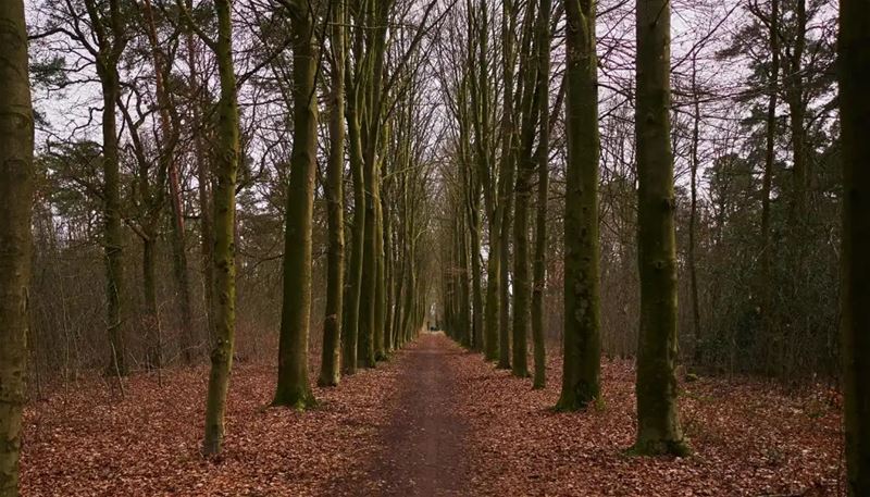 Fietsen op trage wegen: Boswachter, Dreef, Manège