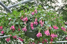 Fuchsiaflora aan 23ste editie toe