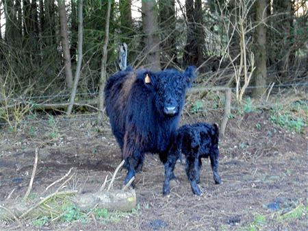 Gallowaykalfje geboren met Pasen