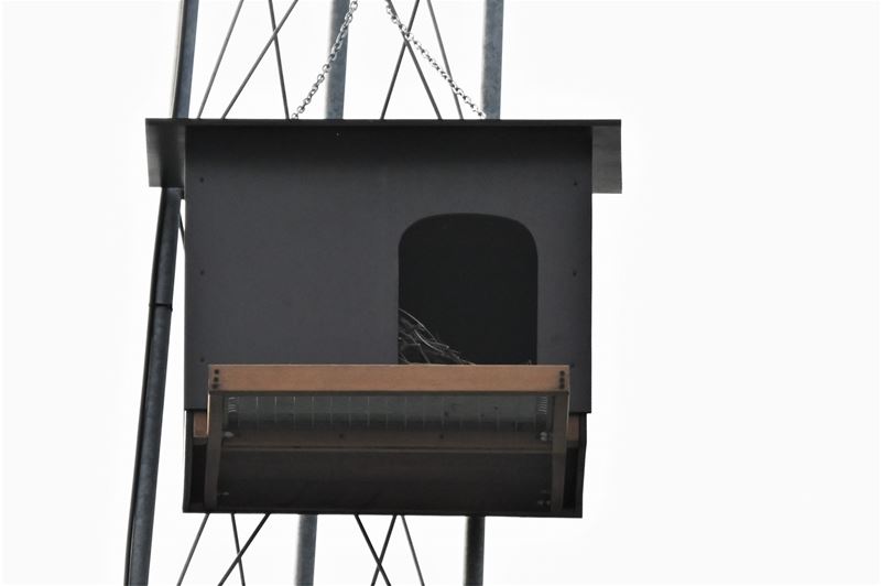 Geen slechtvalken maar kauwen wonen bij SFZ