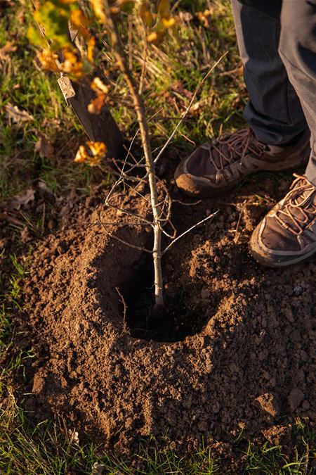 Gemeente biedt gratis bloeiende bomen aan