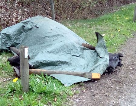 Geschokte reacties door dood paard