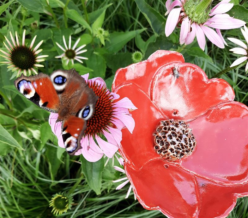Heb jij de vlinders al geteld?
