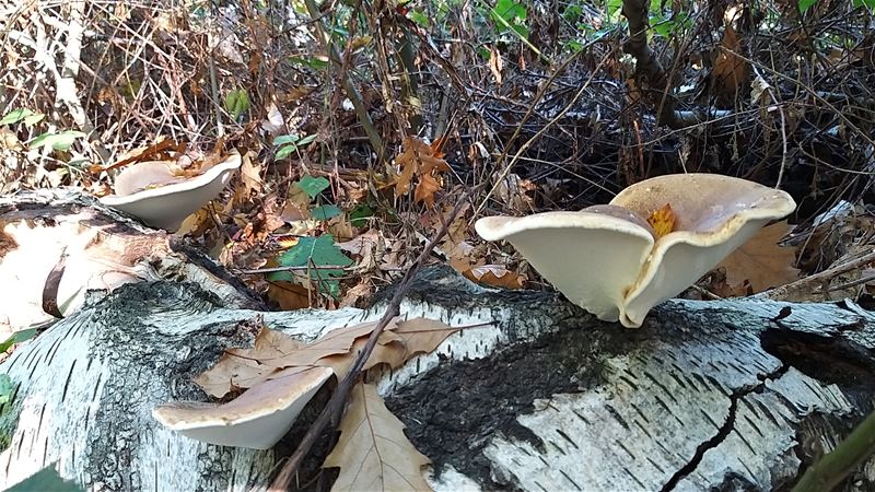 Heerlijk wandelen in het bos