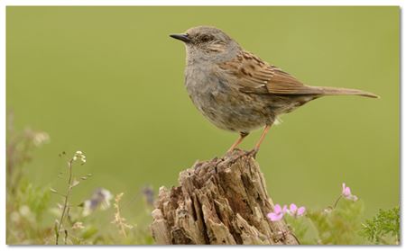 Heggenmus is 'Vogel van het jaar'