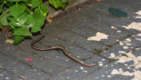 Help een slang in mijn tuin?