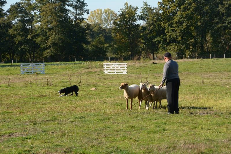 Herders tonen hoe ze hun schapen drijven op Bovy
