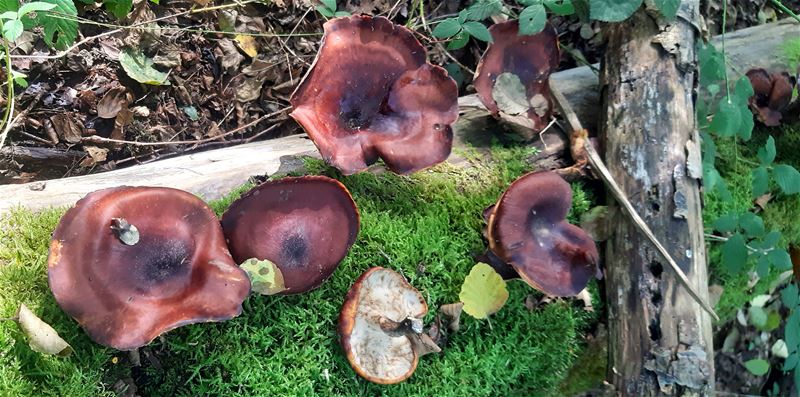 Herfst in de natuur (10)