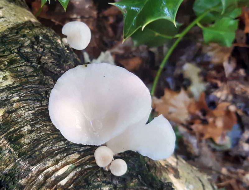 Herfst in de natuur (12)