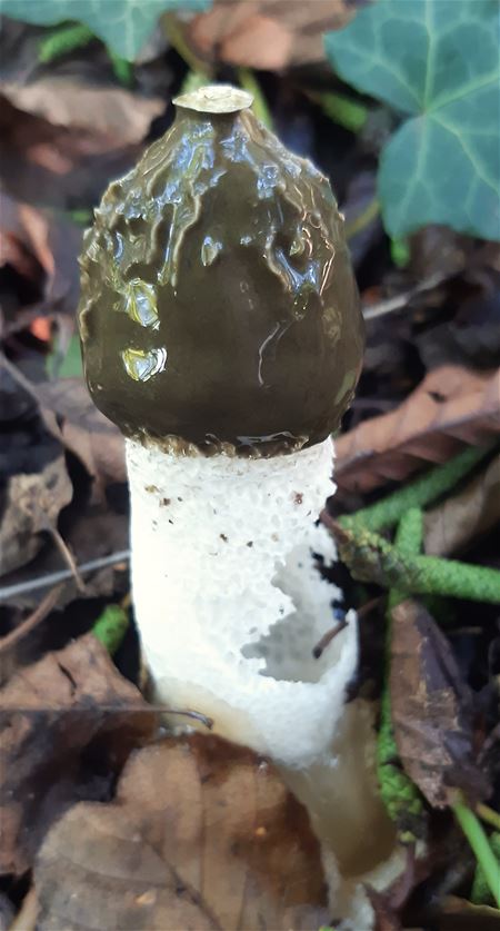 Herfst in de natuur (14)