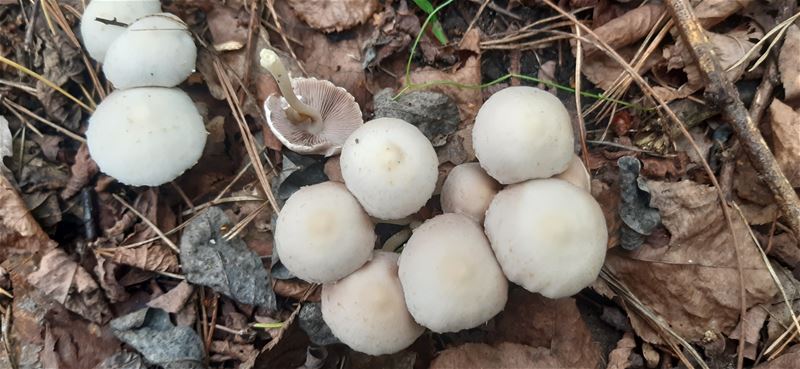 Herfst in de natuur (5)