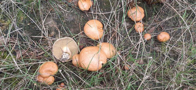 Herfst in de natuur (6)