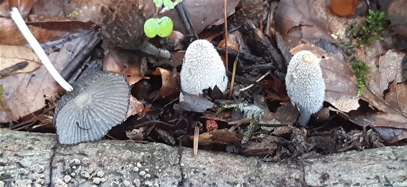 Herfst in de natuur (slot)