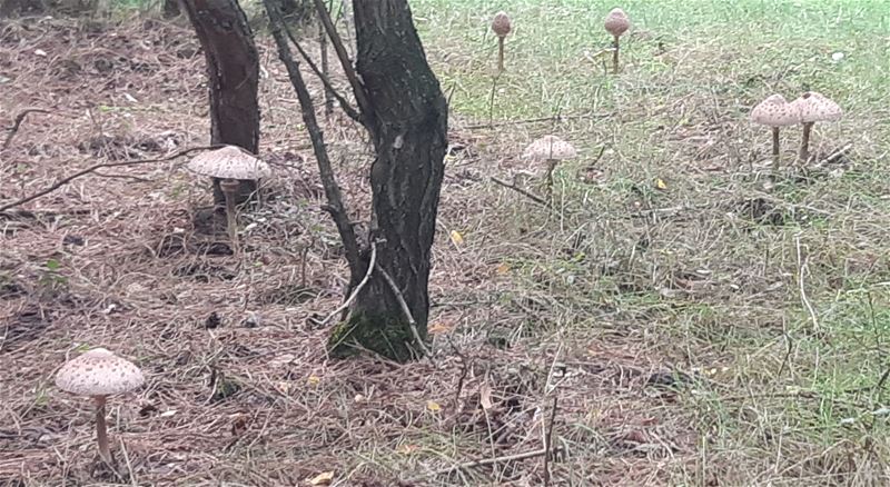Herfst in de natuur (8)