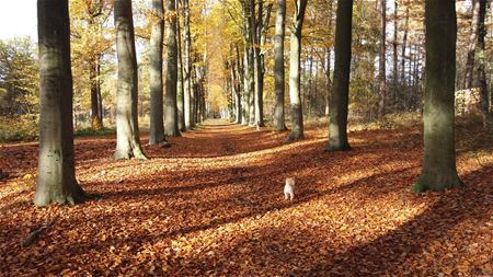 Herfst in Eversel