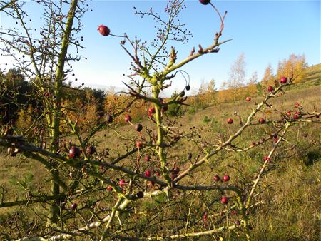 Herfst op de mijnterril (1)