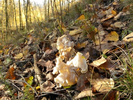 Herfst op de mijnterril (4)