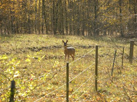 Herfst op de mijnterril (5)