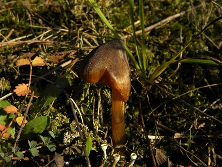 Herfst op de mijnterril (8)