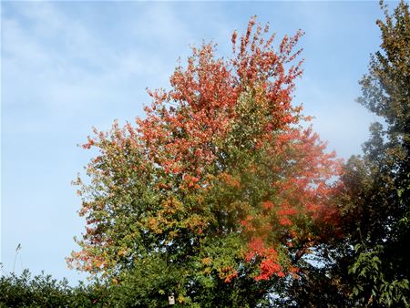 Herfst op komst