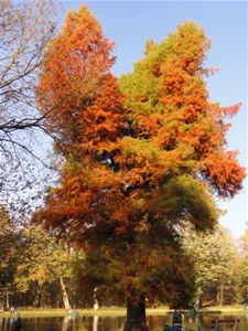 Herfst op Meylandt