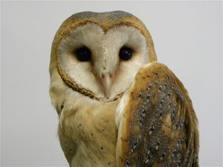 Herstelde vogels zijn geringd