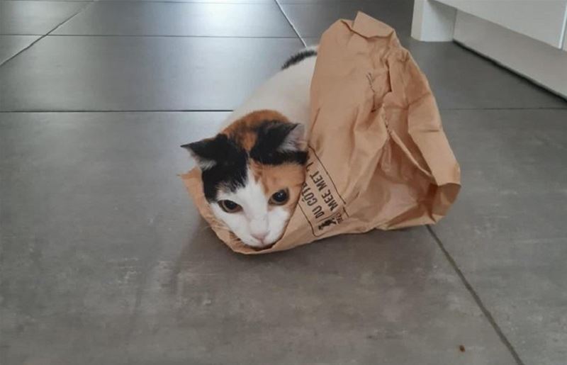 Het is Werelddierendag