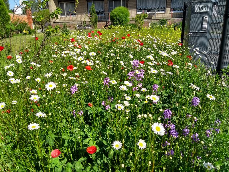 Het kleurrijk resultaat van een ongemaaid gazon