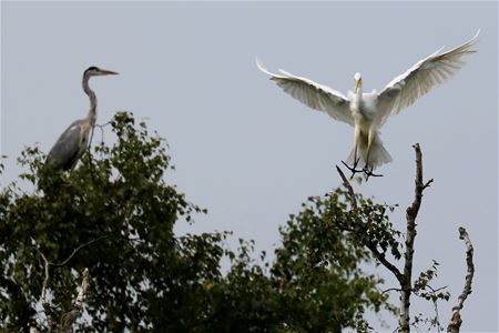 Het leven van de reigers ...