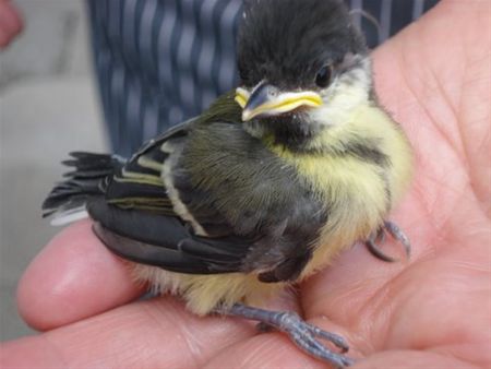 Het nest verlaten