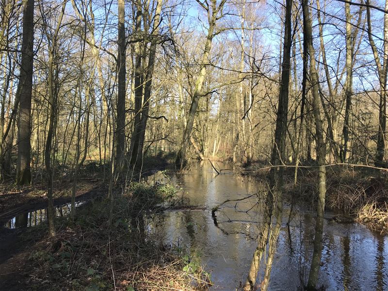 Het water in de Mangelbeek staat hoog