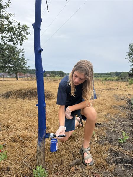 Heusden heeft de eerste blauwe boom van België