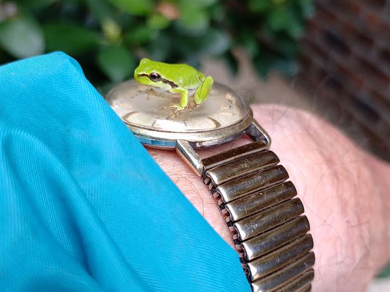 Hoe laat is het meneer?