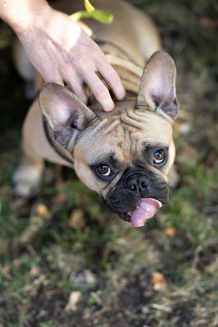 Hondenlosloopweides krijgen spelregels