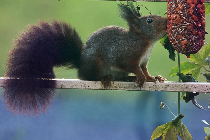 Hongerige bezoekers in de tuin