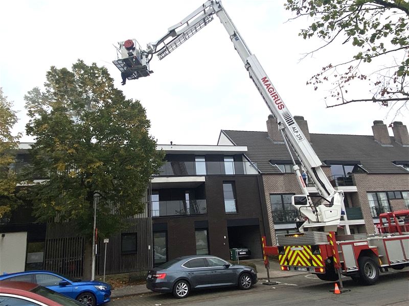 Hoornaarsnesten blijven opduiken