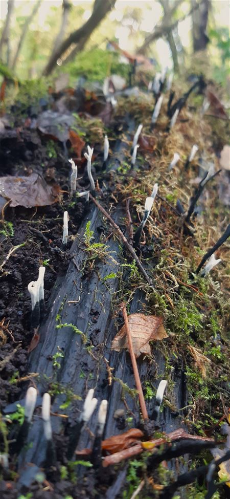 Houtzwammen zijn een beetje parasieten