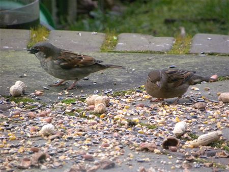 Huismus is meest gespot, koolmees in Limburg