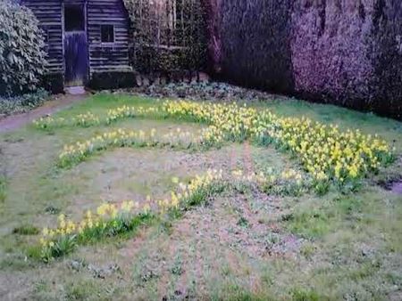 Narcissen houden stand in alle weer