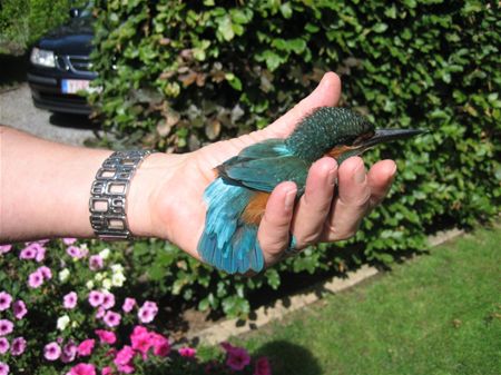 IJsvogel crasht in Bolderberg