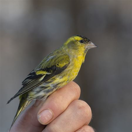 Illegaal gevangen vogels vrijgelaten door VZOC