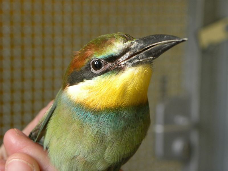 Illegaal gevangen vogels zijn geringd