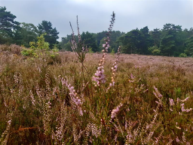In de stille Kempen, op de purperen hei ...